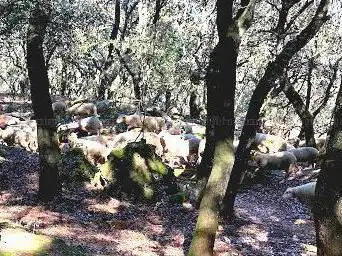 Photo de Trèpeloup
