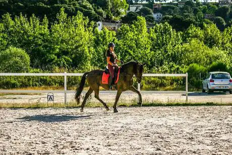 Photo de CARE Horse