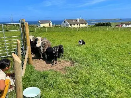 Photo de Away To Me Sheepdog Trial Demonstrations