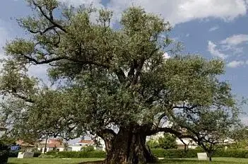 Photo de 1500 Year Old Olive Tree