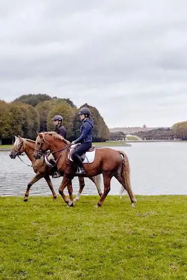 Photo de Horse in the City