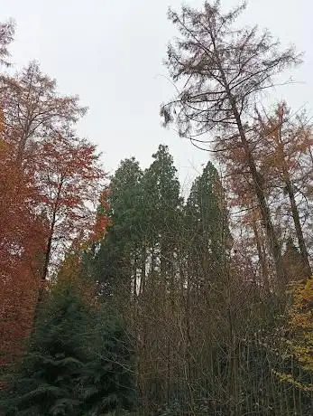 Photo de Séquoia géant de la Forêt de Soignes