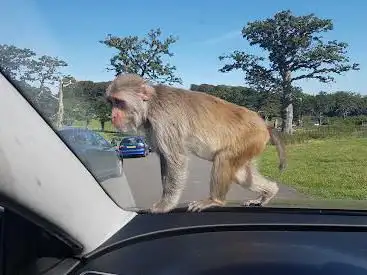 Photo de Monkey Drive Thru, Longleat Safari Park