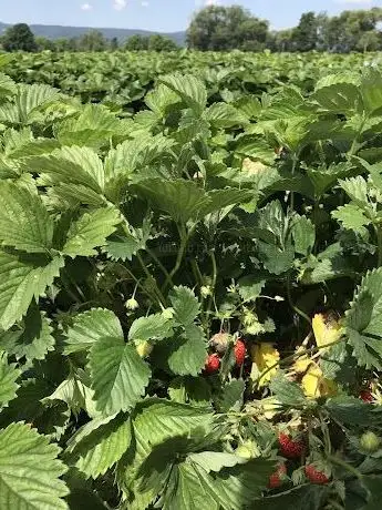 Photo de Piripower Erdbeeren Feld