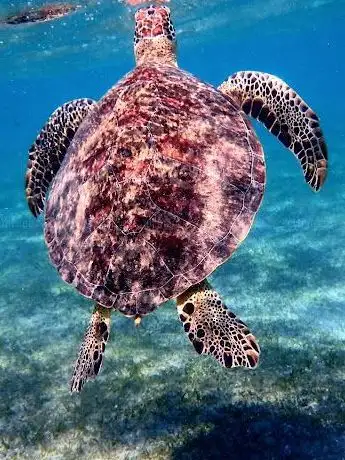 Photo de House Reef Gorgonia