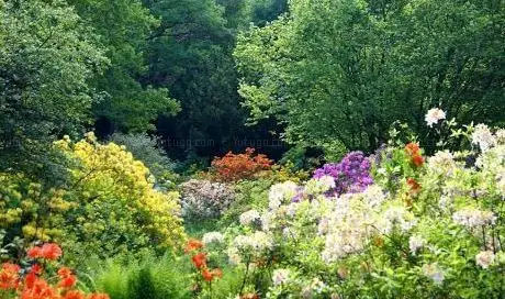 Photo de Azalea Valley