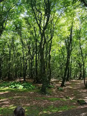 Photo de Rathmullan Wood Nature Reserve