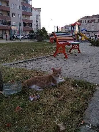 Photo de Child park