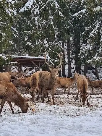 Photo de Wildfütterung Schwangau