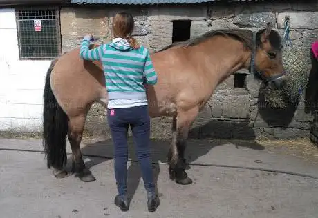 Photo de Equine Outreach