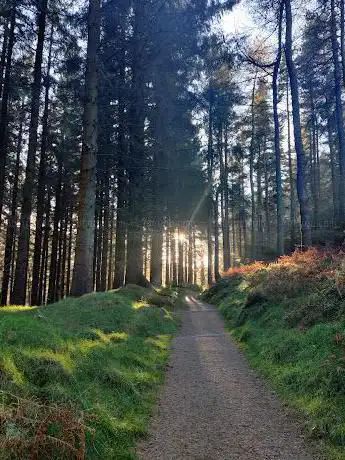 Tibradden Wood
