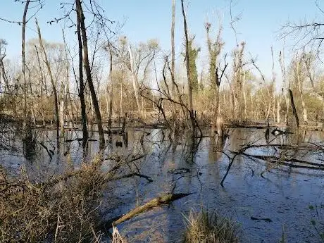 Foto de Réserve naturelle Petite Camargue Alsacienne