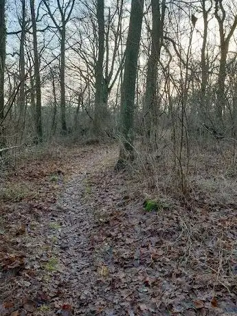 Photo de Gislövs stjärna