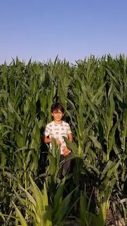 Photo de Fevzi Paşa Piknik Alanı