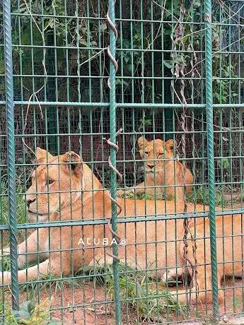 Photo de BMT Zoo