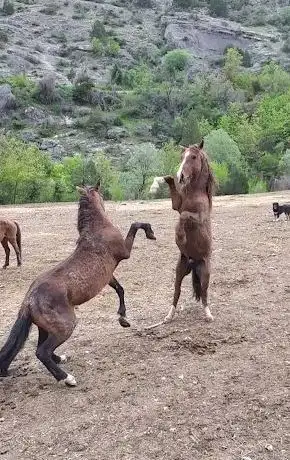 Photo de Mucizeler Diyarı