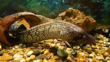Photo de Acquario
