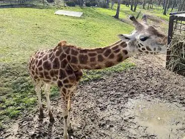 Photo de Safari de Peaugres - version piéton .