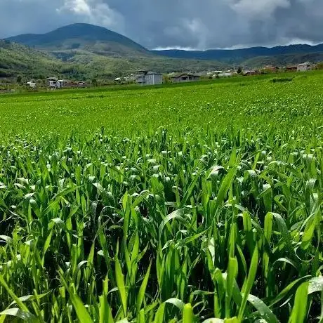 Photo de Gürçeşme Kasabası