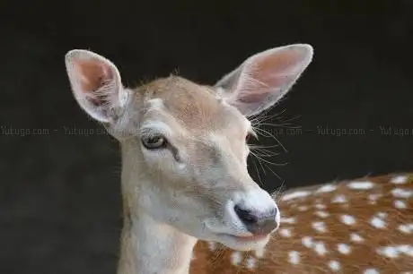 Photo of Damwildgehege im Grugapark