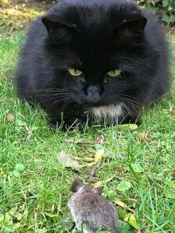 Photo de Kitty-Königreich