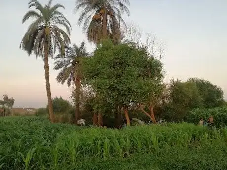 Photo de مزرعة احمد ابوالمجد حميد