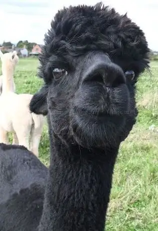 Photo de Hilltop Farm Alpacas