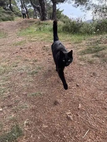 Photo de Black cat Salem