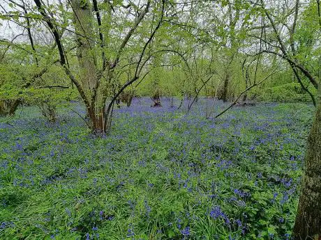Photo de Great Bramingham Wood