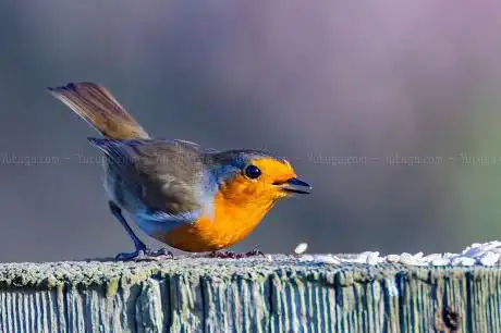 Photo de RSPB Greylake