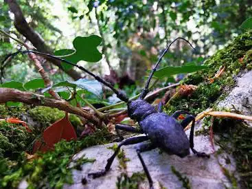 Photo de Forêt de la Sainte-Baume