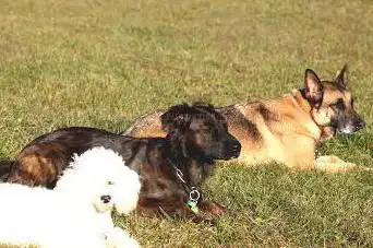 Photo de Wolf Education (Stages canin, Education canine)