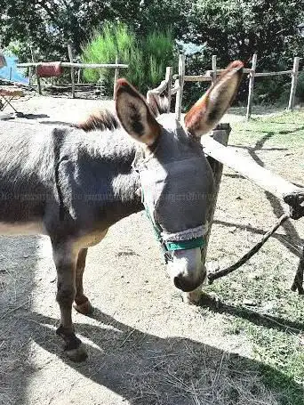 Photo de Gentiâne