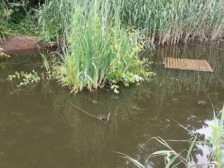 Photo of Mare aux Tortues du Parc des Chanteraines