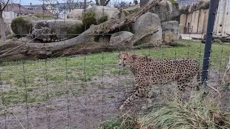 Photo de Zoo de Bâle