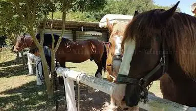 Photo de Les calèches de Camargue