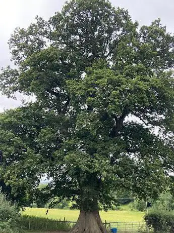 Photo de Faerie Tree