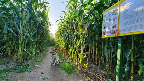 Photo de Maislabyrinth Aarwangen