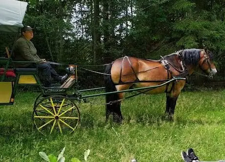 Photo de Skärsjöhäst