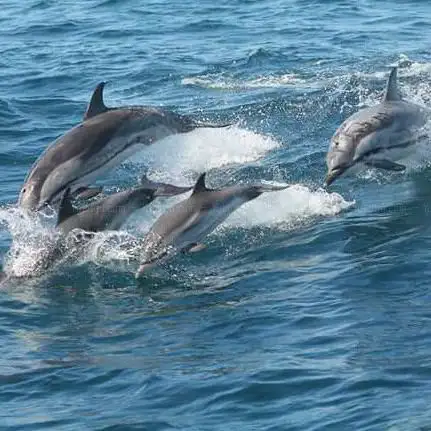 Photo of Cetaceans & Navigation. Mazarrón