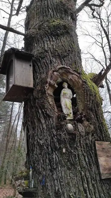 Photo de Chêne aux clous