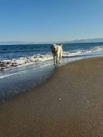 Photo de Çaltı Plajı