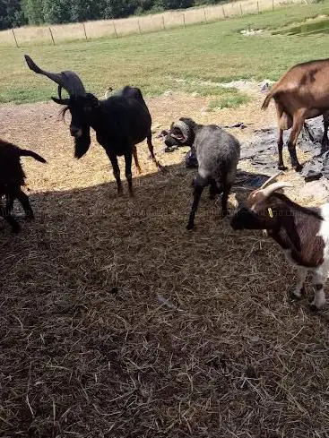 Photo de Les Cabris d'éthopia