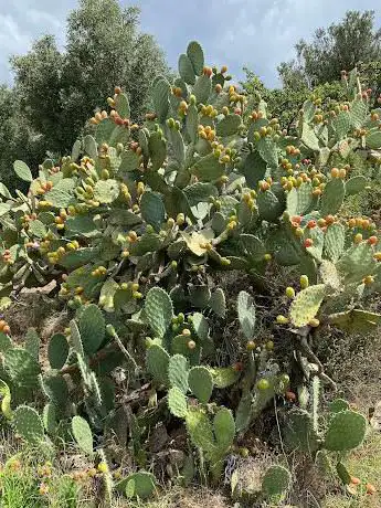 Photo de Fiumara di Mangani
