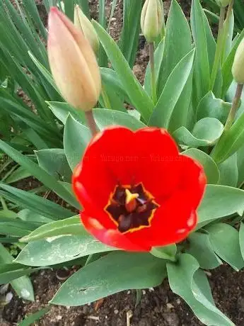 Photo de Koyunlar Çeşme Parkı