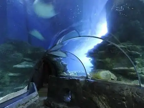 Photo of Sea Life Londres