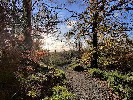 Tievenadarragh Wood