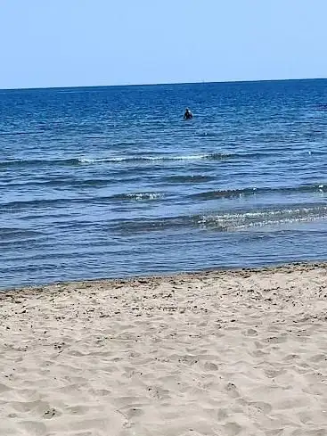 Photo de BOIS DE L'ESPIGUETTE (Les Baronnets)