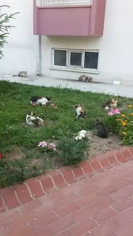Photo de Child park