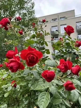 Photo de Rosenduft